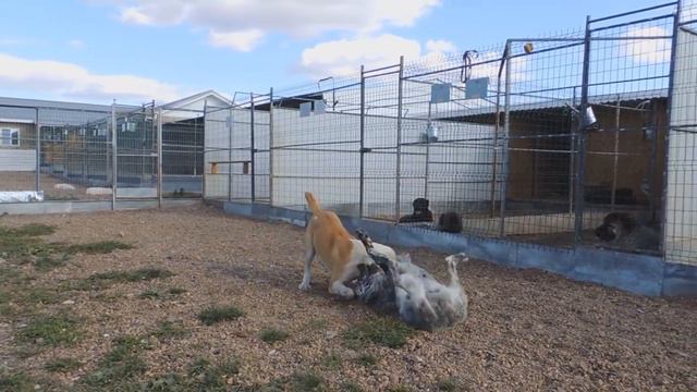 САО - алабай: Тумар Олтын Ахтар - http://www.beliy-lekar.ru смотреть онлайн