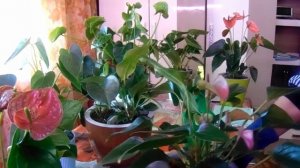 Обзор антуриумов. Названия сортов.