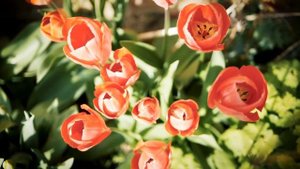 Узелковая магия