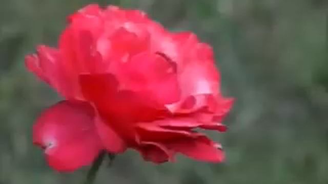 Юнусжон Мирбобоев.Гулакандоз