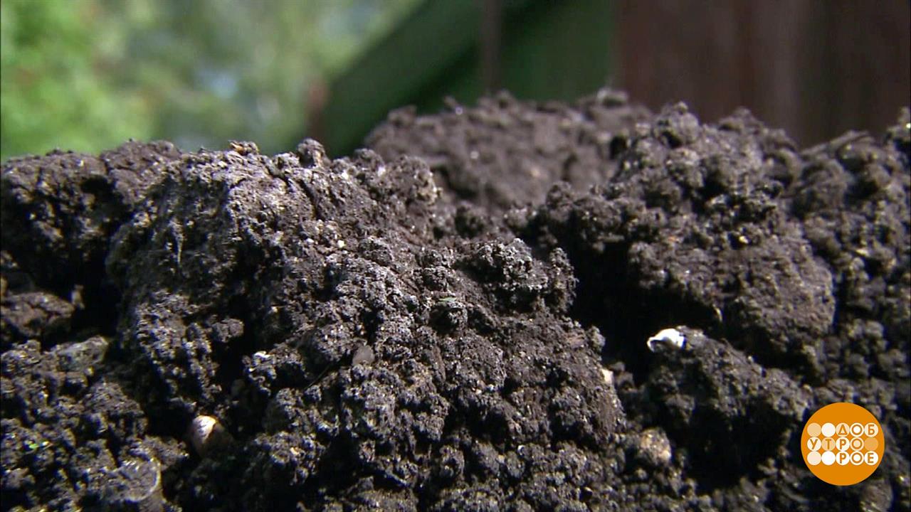 Пересадка растений. Почвосмеси для рассады. Как выбрать грунт. Земля для рассады. Торф компост керамзит.