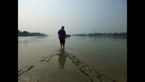 Гангский дельфин приплыл на