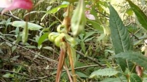 ? Бальзамин недотрога