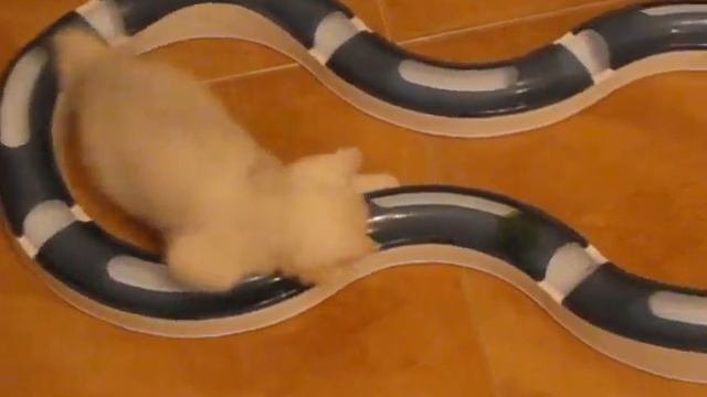 Британские коти шиншилла с изумрудными глазками. смотреть онлайн