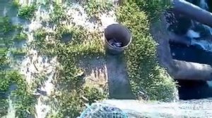 Ловим УКЛЕЙКУ на кастинговую сеть для посола