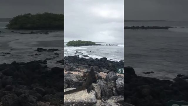 Galapagos  Puerto Ayora