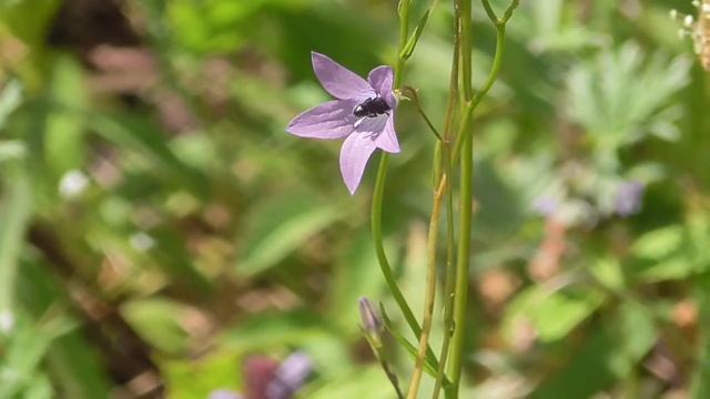 Колокольчик раскидистый (Campanula patula) - буйство красок летнего поля. смотреть онлайн