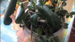 Домашний доктор -  каланхоэ Дегремона. Особенности зимнего ухода..