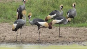 Венценосный журавль.