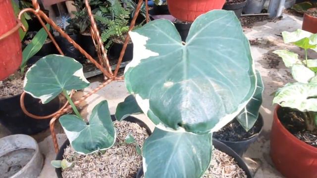Keladi hias yang semakin dilirik ||caladium white||