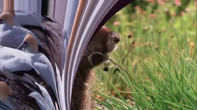 природа смотреть онлайн