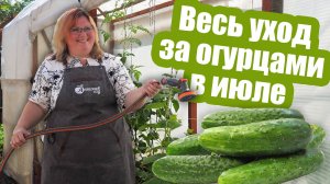 Как ухаживать за ОГУРЦАМИ В ИЮЛЕ Полив, подкормки и борьба с болезнями