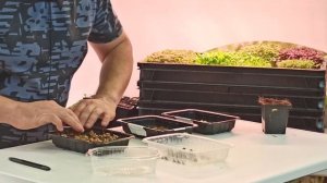 Настурция - микрозелень. Как вырастить идеальную настурцию.