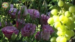 Выращивание эустомы в открытом грунте за шесть минут