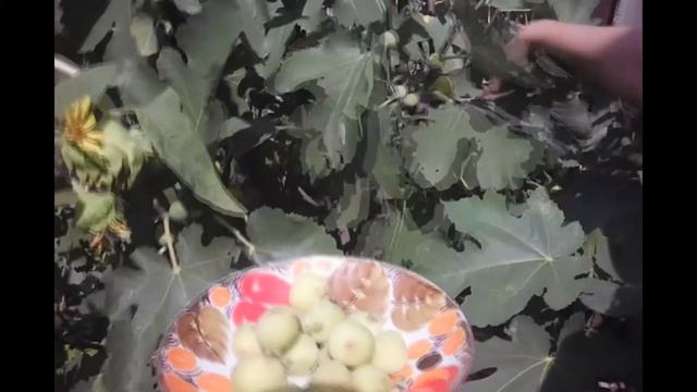 ИНЖИР, польза инжира
