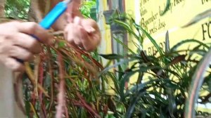 Croton Zanzibar | Propitiation | Rubi Moradas