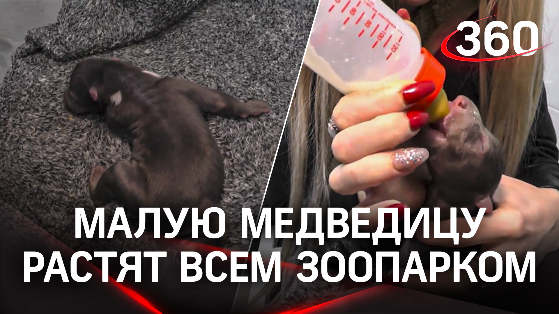 Малая медведица - мама отказалась от новорождённой. На помощь пришли сотрудники зоопарка