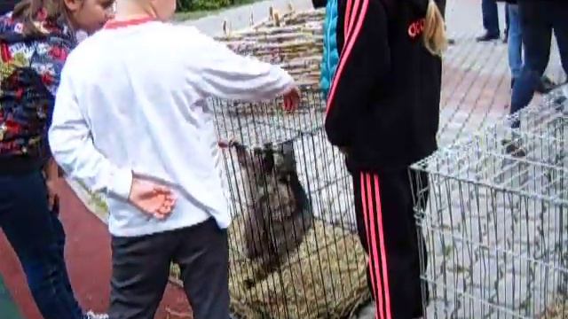 Енотик - 8 965 380-13-11 смотреть онлайн