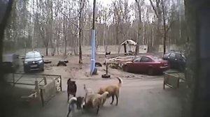 Стая собак разрывает кошку у дома