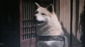 The true story of Hachiko the faithful dog