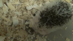 Ёжик в первый раз видит сверчков