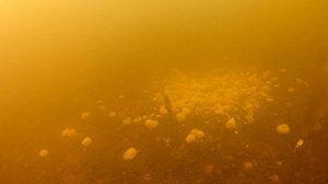 КОРМИМ РЫБУ!!! Реакция рыбы на КУКУРУЗУ, ГОРОХ И ЯЙЦО. Подводные съёмки. Зимняя рыбалка.