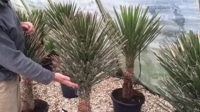 Yucca Filifera – An Elegant Architectural Plant смотреть онлайн