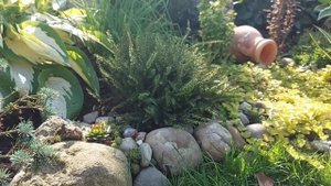 ВЕРЕСКИ в моём саду # Высаживаю стелющийся вереск # HEIDEKRAUT in meinem Garten # Beetbeflanzung...