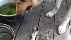 Собака ест говяжьи кости как печенье