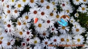 Астра кустарниковая Аполло (aster dumosus) ? астра Аполло обзор: как сажать рассада астры Аполло