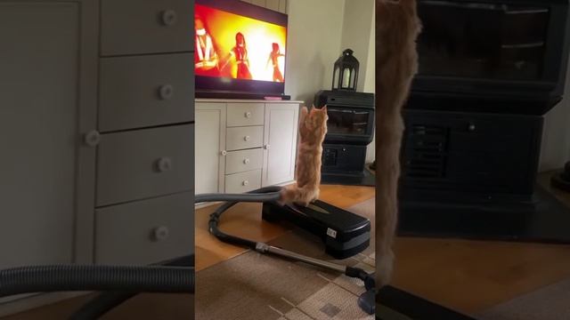 СМЕШНЫЕ КОТЫ