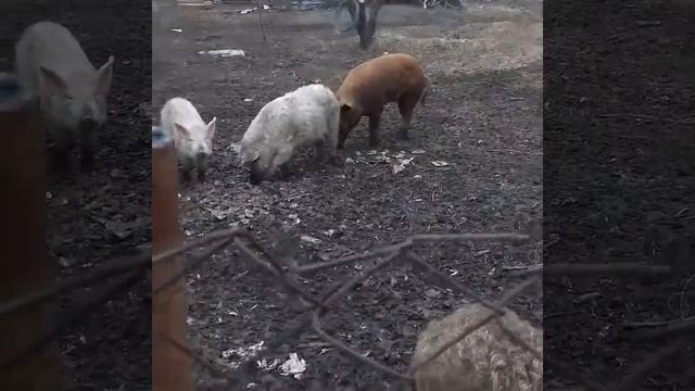 Волосатые поросята смотреть онлайн