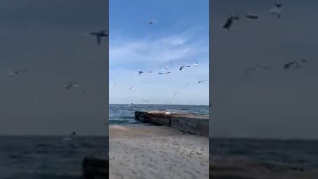 Кот поймал чайку на причале смотреть онлайн