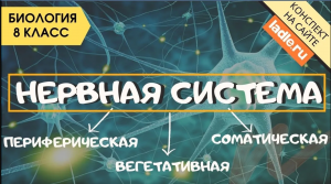 Нервная система человека. Анатомия. Биология 8 класс. Периферическая, соматическая и вегетативная