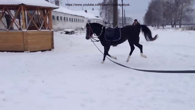 Как тренируют арабского жеребца по кличке Красавчик