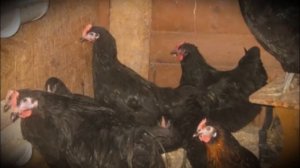 Джерсийский Гигант крупная порода домашних кур