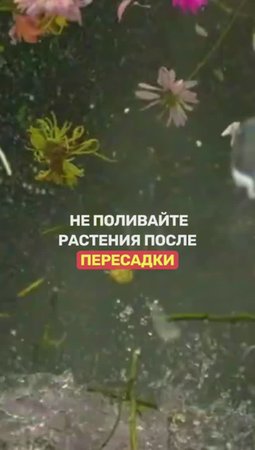 Поливать растения после пересадки - ОШИБКА!