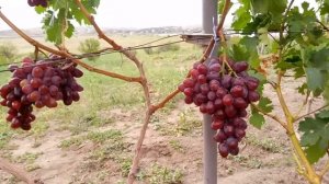 ВИНОГРАД ФАВОР