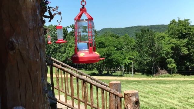 КОЛИБРИ / немного терпения и увидим самую маленькую птичку / смотреть онлайн