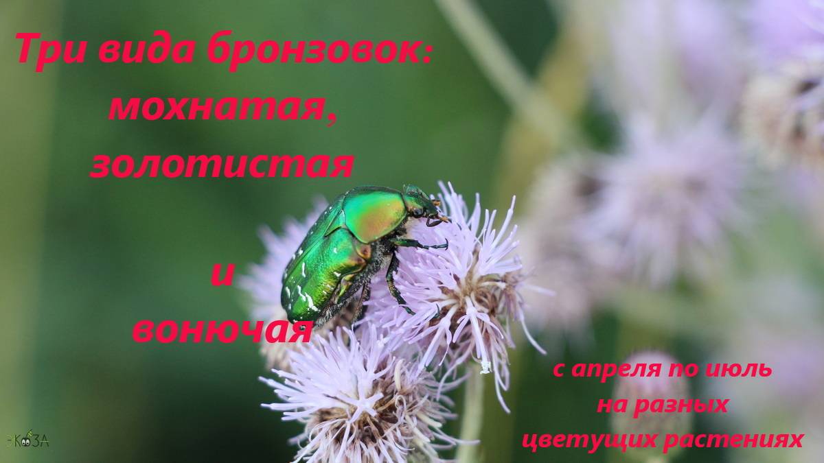 Жуки-бронзовки: мохнатая, золотистая и вонючая, на разных цветущих растениях, с апреля по июль 2024.