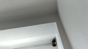 Попугай ругается