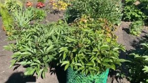 Как укрепить дачные цветы летом