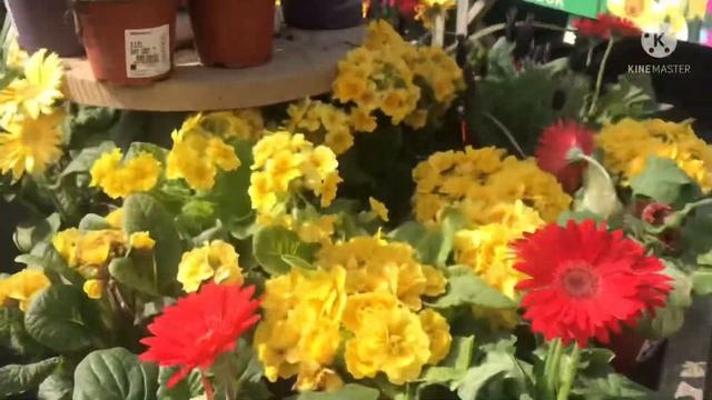 Цветы и товары для сада в магазине Range смотреть онлайн