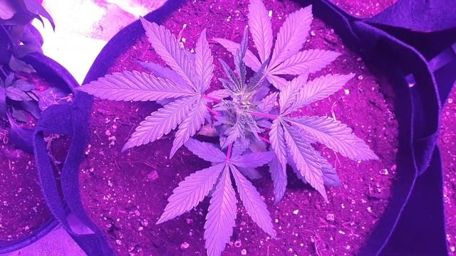 BEST SELLING Grow Light  | BESTVA 3000 Watt LED Review