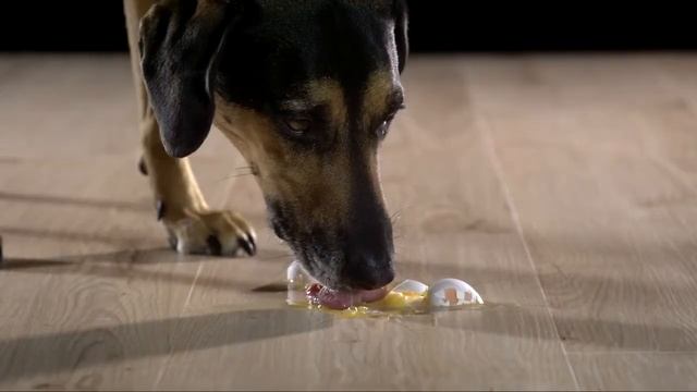 БИОПОЛЫ PURLINE и голодная собака смотреть онлайн