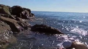 ПРОБУЕМ ДЕЛИКАТЕС. Технология сбора морских блюдец .