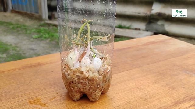 Как вырастить чеснок на подоконнике Зеленый чеснок своими руками смотреть онлайн