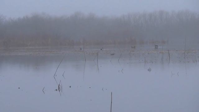 Охота с подсадными утками в новом месте. смотреть онлайн