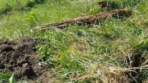 Закончил шурфить домовую яму  1.06. 2019 г.