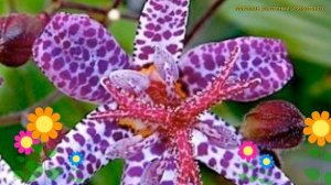 Трициртис коротковолосистый Йеллоу. Краткий обзор, описание tricyrtis hirta Purple Spotted